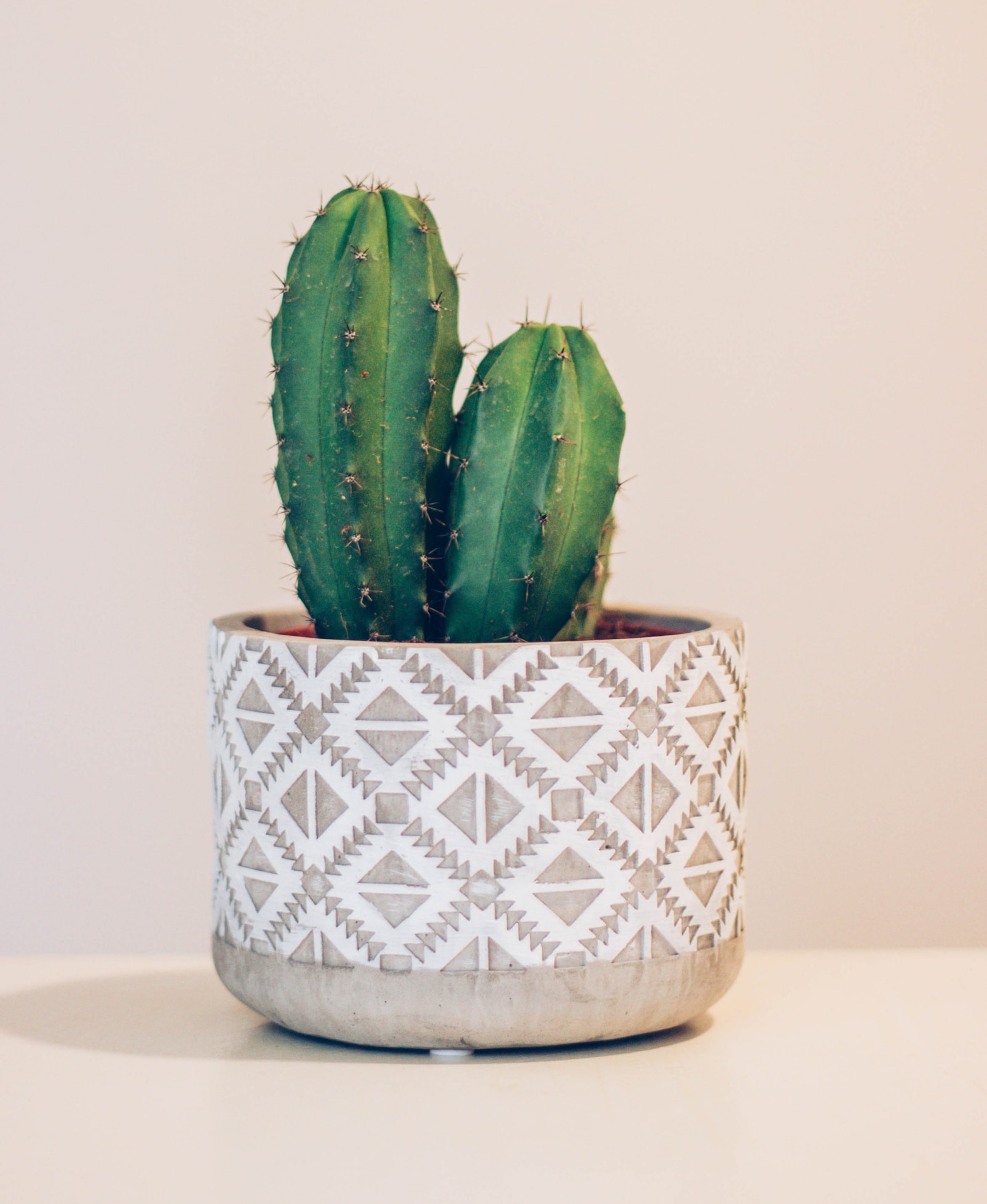 cactus cover