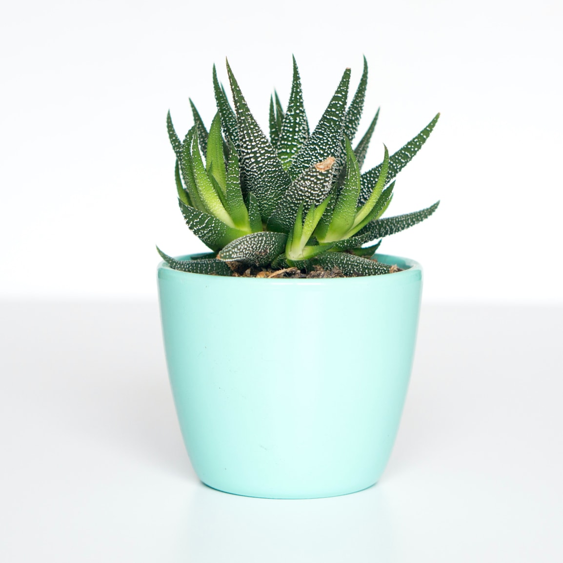 succulente cover